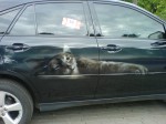 ������� ������� - ���� 2006
